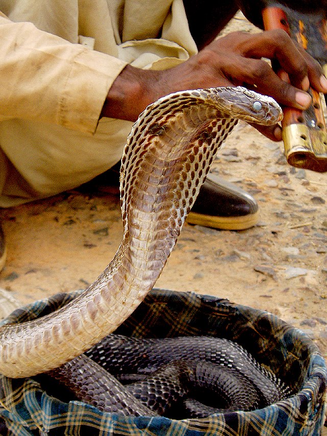 Индијска кобра.