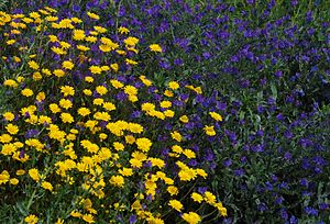 Wild flowers in a disturbed ground: Coleosteph...