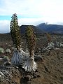 צמחי Argyroxiphium sandwicense בהרי הוואי