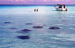 Stingray City