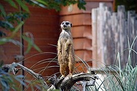 Suricate.