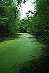 Swenson Wet Prairie.jpg