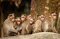 Kočkodani (macaca radiata), stejně jako většina primátů, jsou velmi společenská zvířata a tráví mnoho hodin péčí a interakcí s ostatními ve skupině