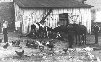 Travail en laiterie (1937 ou 1938)