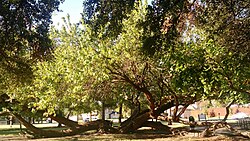 "Kneeling" Bois d'Arc tree in Tietze Park