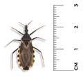 Miniatura para Triatoma patagonica