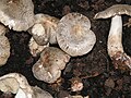 !!! Tricholoma tigrinum !!!