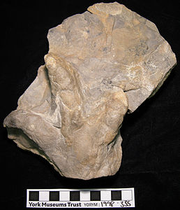 A Tridactyl dinosaur footprint