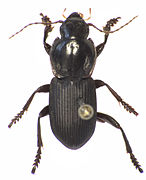 Tuiharpalus hallae (male)