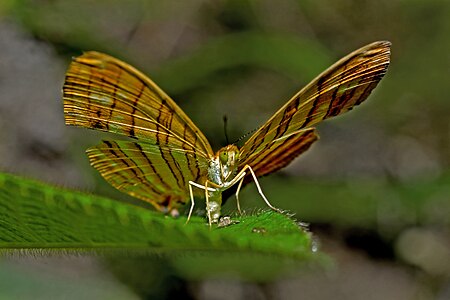 Ventral view