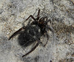 Description de l'image Uroctea sp., Israel - 20100719.jpg.