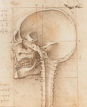 An image of a skull by Leonardo da Vinci