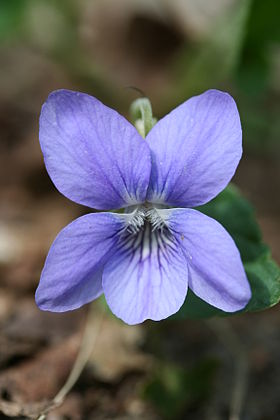 Viola riviniana