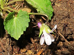 萼は緑色、萼片は披針形で、付属体が大きく、ふつう付属体の先端に2歯がある。距は嚢状で紫色になる。