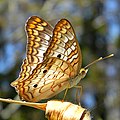 A. jatrophae vista por baixo.