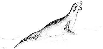 Sketch of a seal