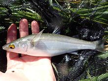 Yellow-eye mullet.jpg