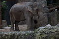 Asiatischer Elefant