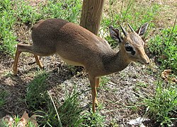 Kirk-Dikdik (Madoqua kirkii)