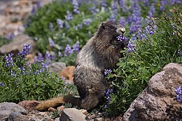 Žilasis švilpikas (Marmota caligata)