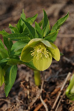 Ο ελλέβορος ο εύοσμος (Helleborus odorus subsp. cyclophyllus), Όρος Χορτιάτης, Θεσσαλονίκη