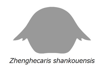 Zhenghecaris shankouensis (H-element?) ゼンヘカリス・シャンコウエンシス（背側の甲皮?）
