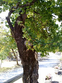 Acer campestre in Appennino2.jpg