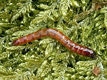 photo d'une larve de Taupin des moissons ("ver fil de fer")