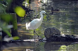 Aigrette garzette.