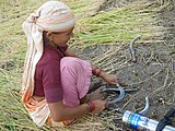 2. A woman in Uttarakhand sharpening her harvesting sickles, holding the whetting metal between her toes, showing effortless skill, the vacuum flask, which might be the photographer's, a reminder of the timelessness of her technology.