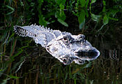 Alligator Myakka River State Park