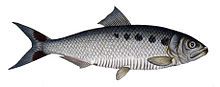 An illustration of a fish.