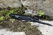 Alpine salamander – Salamandra atra (44566375762)