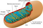 Vorschaubild für Mitochondriale Eva
