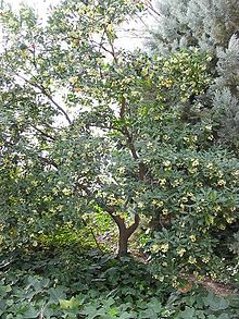 Arbutus unedo