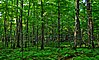 Аргоннский экспериментальный лес.jpg