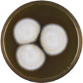 Aspergillus insulicola growing on MEAOX plate