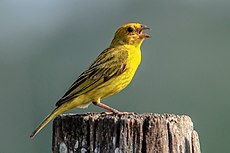 Macho en el Pantanal, este ejemplar carece de su corona naranja o es poco notoria, caso que no es extraño en la población pelzelni.