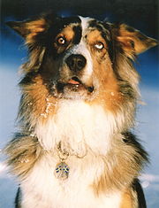 El Merinos "Pollux", Enkel von "Debby" (erster Aussie in Schweden). Seine Zeichnung: blue-merle white/copper