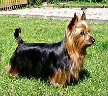 Australian Silky Terrier Alana Of Silky's Dream.jpg