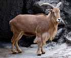 Mouflon à manchettes