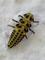 Larva