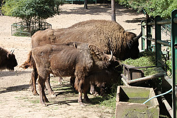 Bisons d'Europe (Bison bonasus) du zoo d'Oliwa, à Gdańsk. (définition réelle 4 752 × 3 168)