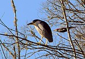 Black-crowned Night Heron, Pileated Woodpecker