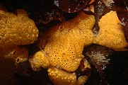Botrylloides violaceus (Orange Sheath Tunicate)