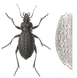 Carabus variolosus.jpg