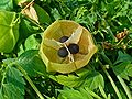 Opened fruit showing seed arrangement