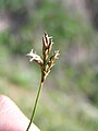 Vroege zegge (Carex praecox)