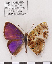 Museum specimen