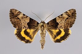 Catocala moltrechti